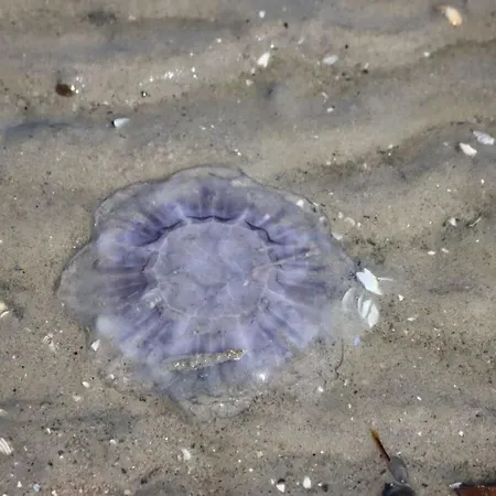 De Boer Comfortable * Йевер